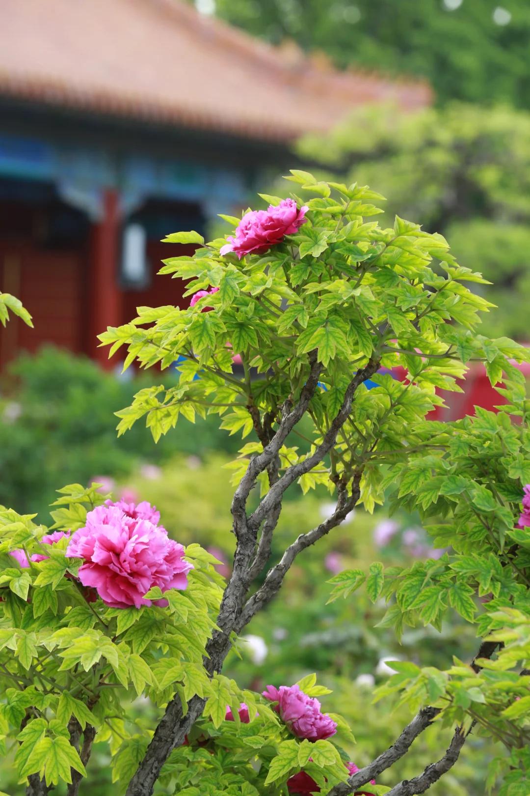 北京旅游 缩略图 8