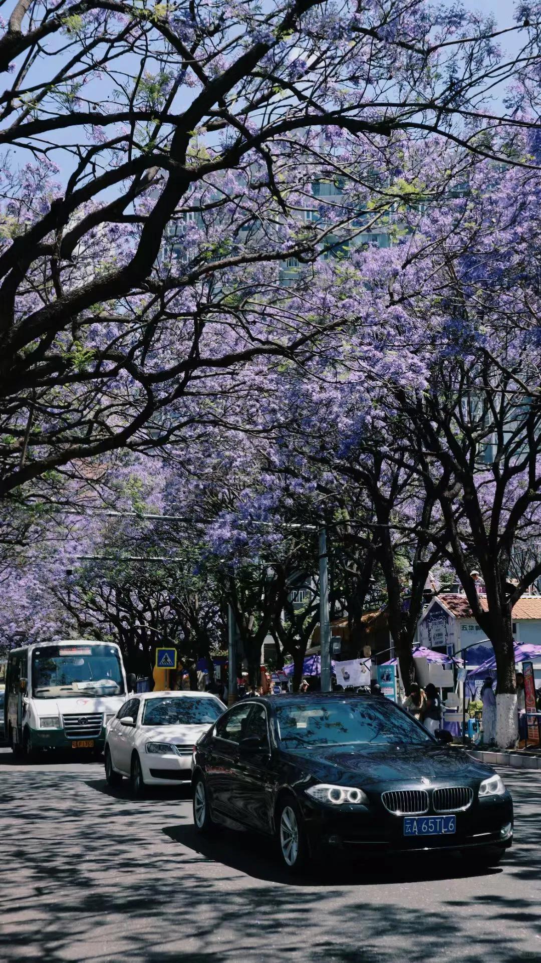 昆明旅游 缩略图 10