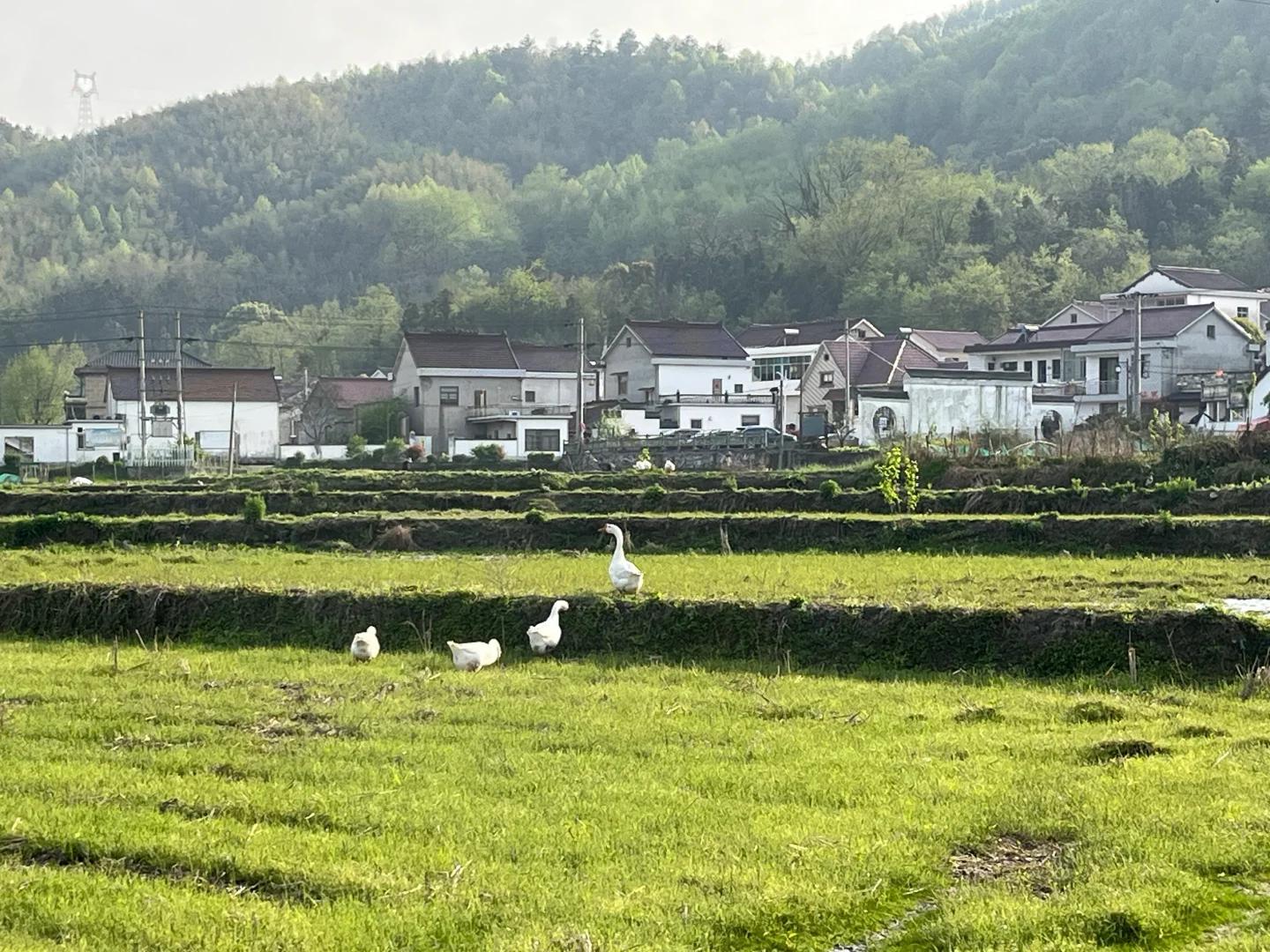黄山旅游 缩略图 14