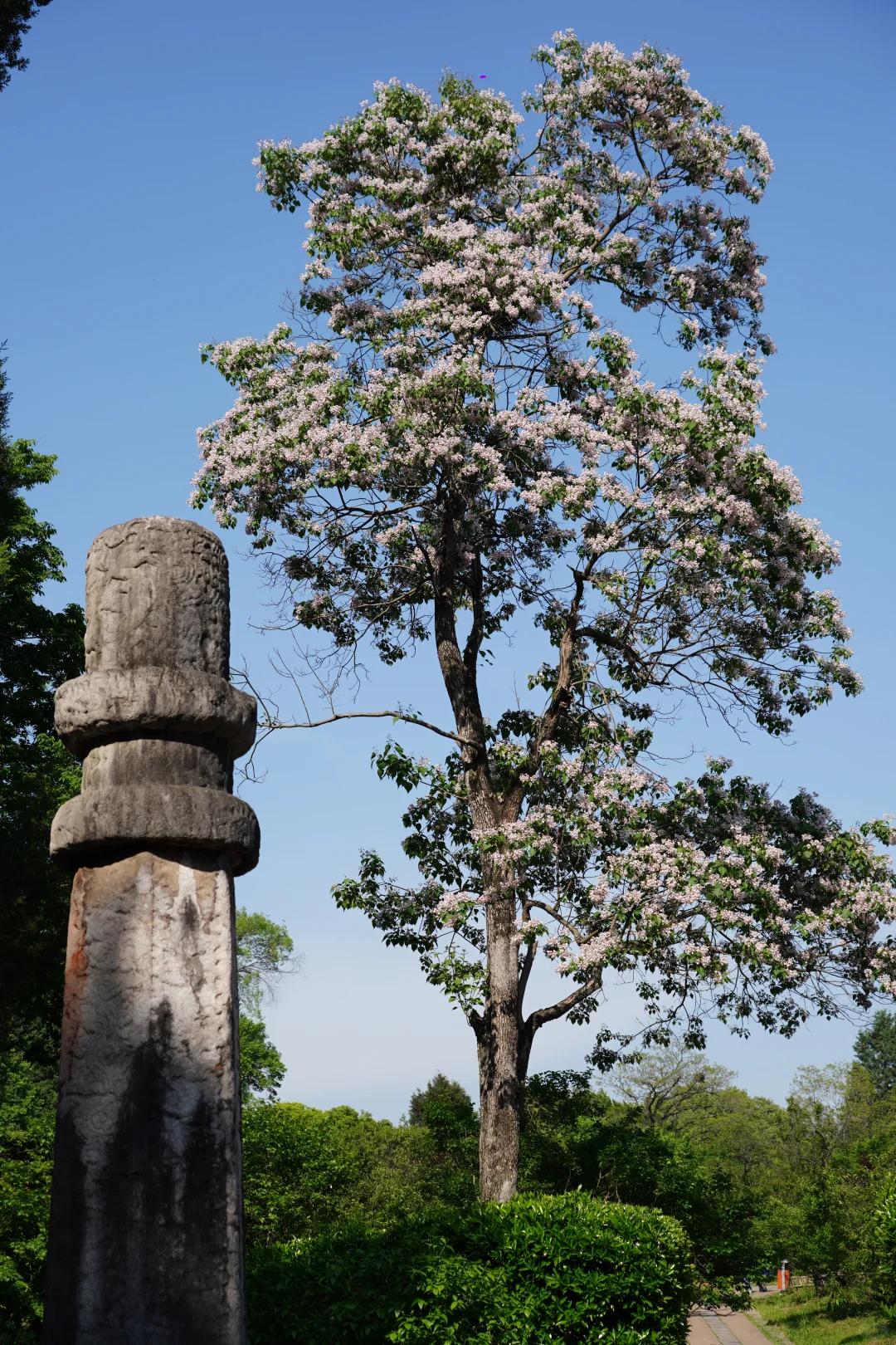 南京旅游 缩略图 6