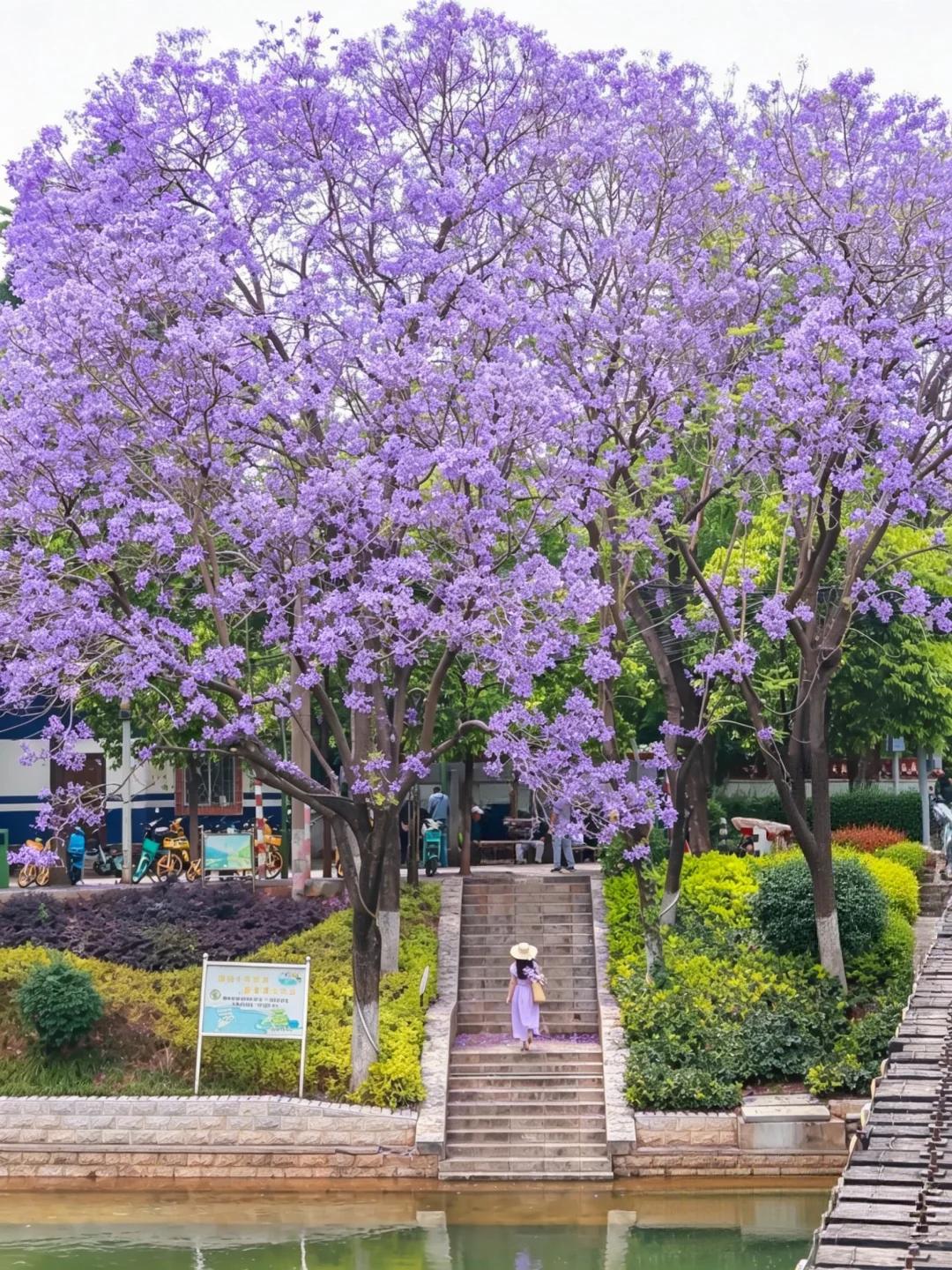 昆明旅游 缩略图 3