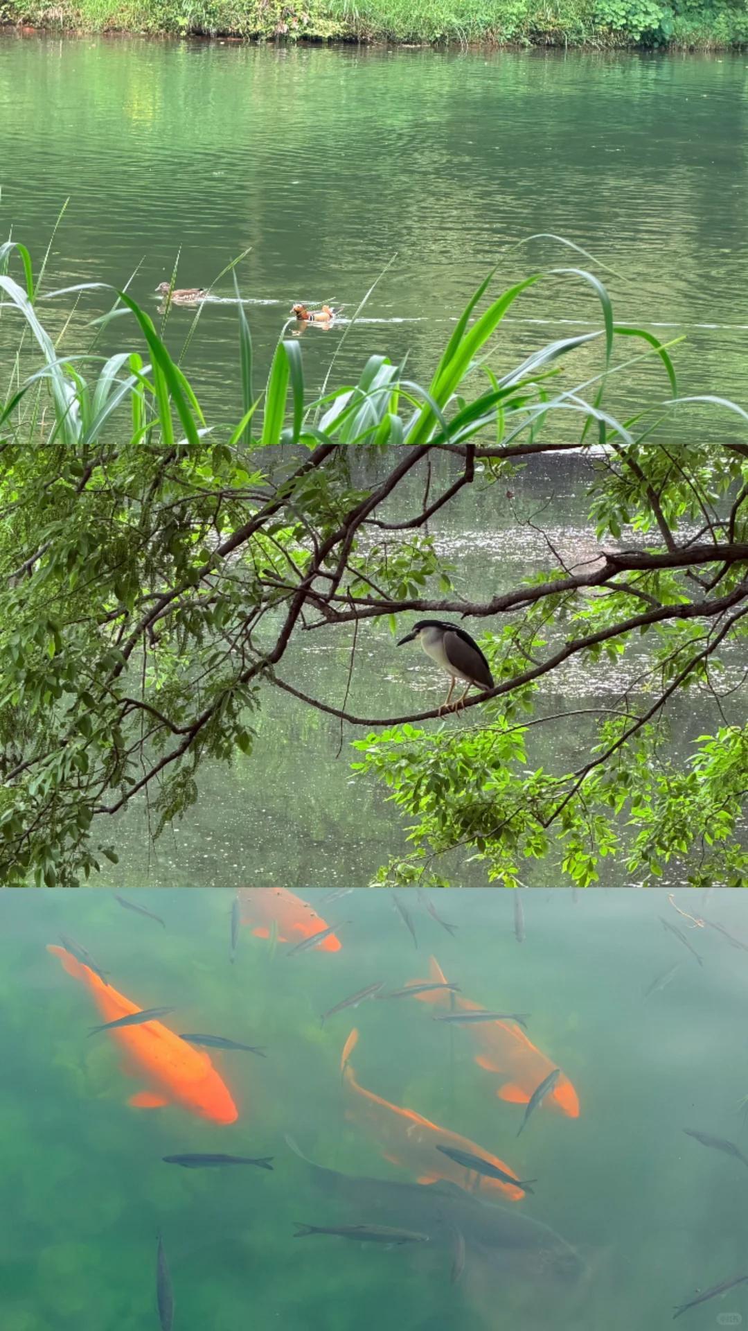 杭州旅游 缩略图 5