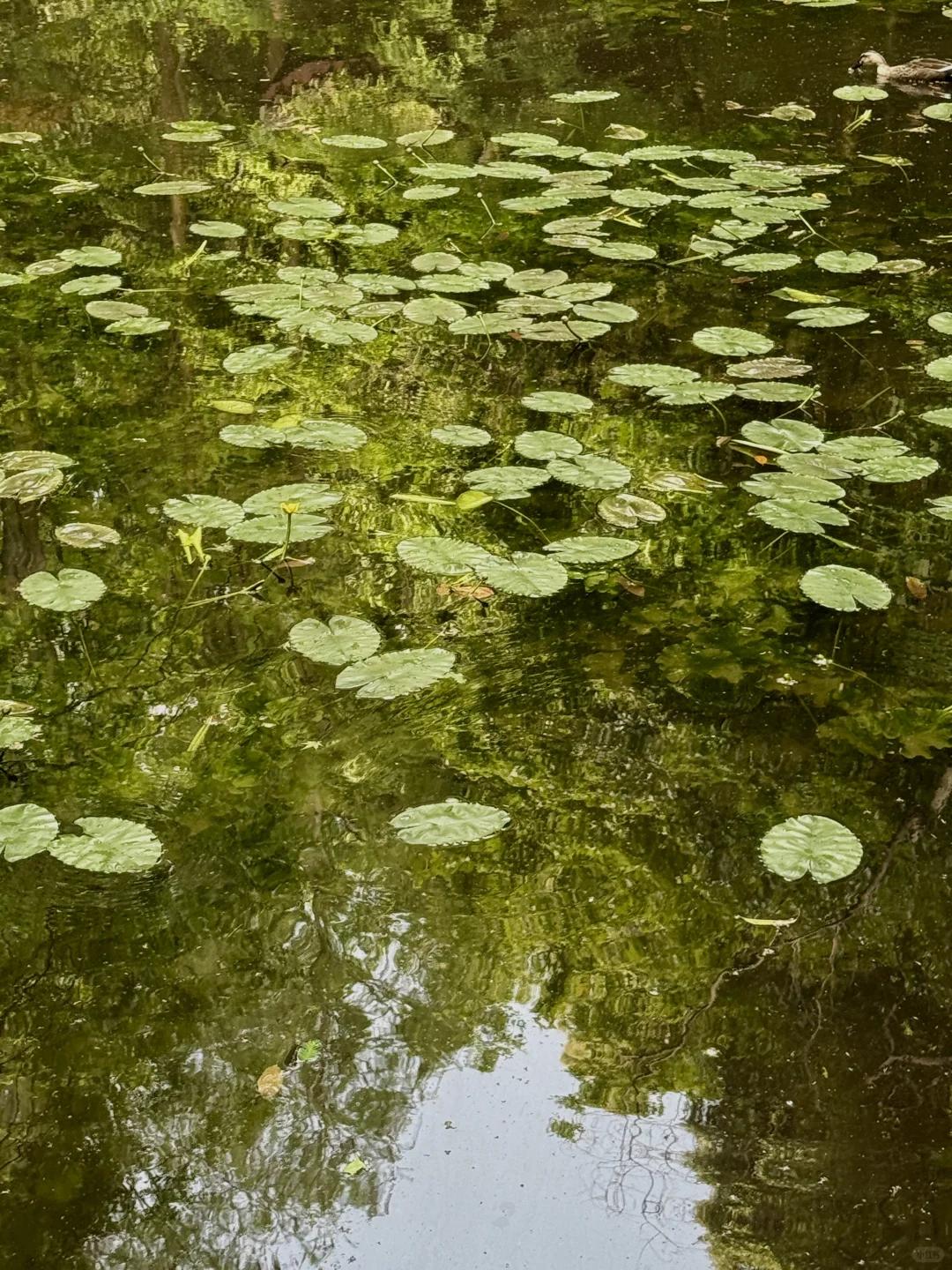 杭州旅游 缩略图 7