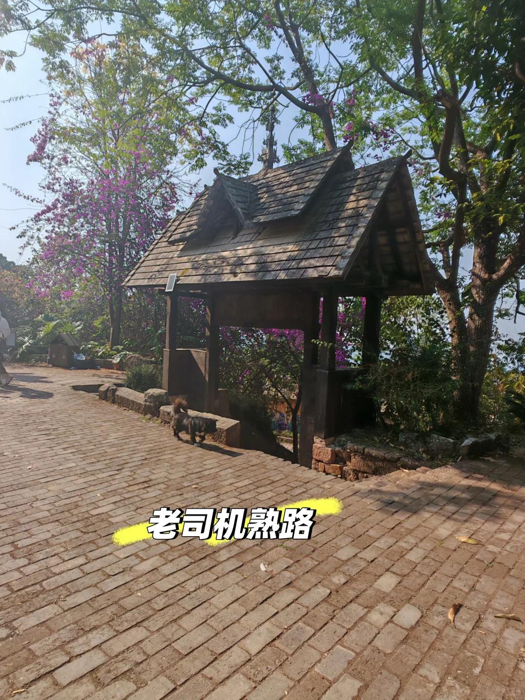 普洱旅游 缩略图 3