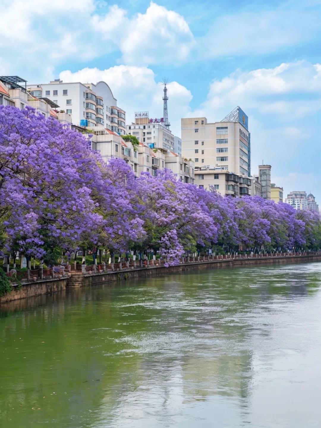 昆明旅游 缩略图 10