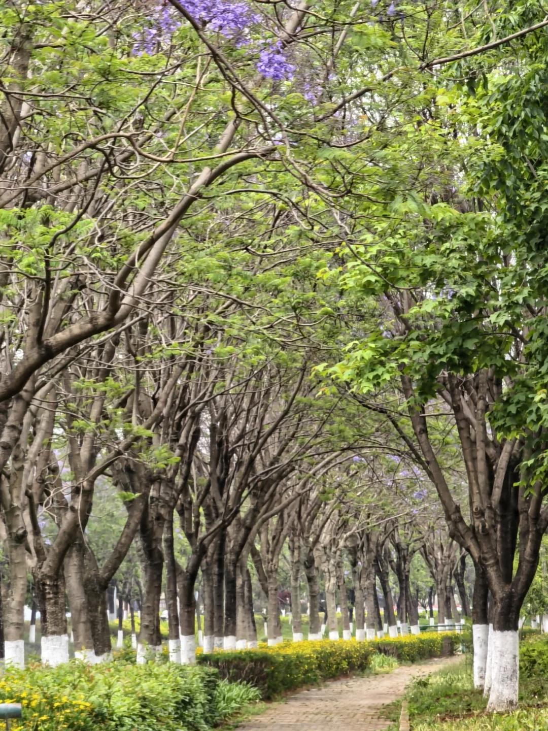 昆明旅游 缩略图 5